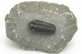 Phacopid (Adrisiops) Trilobite - Jbel Oudriss, Morocco #222399-2